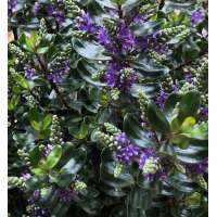 Hebe donna'Dark Purple'