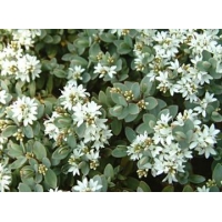 Hebe pinguifolia'Pagei' 