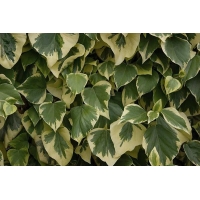 Hedera algeriensis'Gloire de Marengo' 