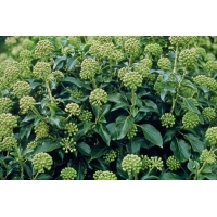 Hedera colchica'Arborescens' 