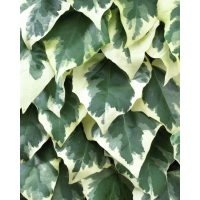 Hedera colchica'Dentata Variegata' 