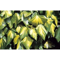 Hedera colchica'Sulphur Heart' 