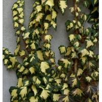 Hedera helix'Goldheart' 
