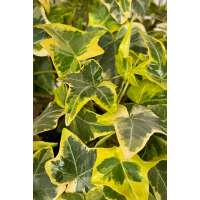 Hedera helix'Goldchild' 