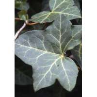 Hedera helix'Woerner' 