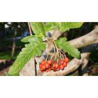 Sorbus thuringiaca'Fastigiata' 