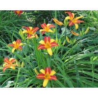 Hemerocallis'Frans Hals' 
