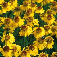 Helenium'Pipsqueak'