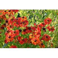 Helenium'Baudirektor Linne'
