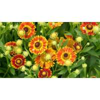 Helenium'Fuego' 