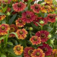 Helenium'Strawberry Sundae'