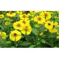 Helenium'Kugelsonne'