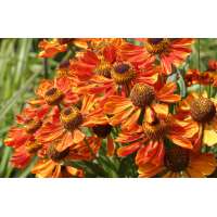 Helenium'Wonadonga'