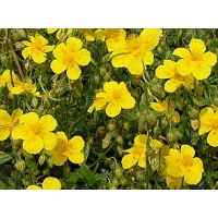 Helianthemum hybride'Sterntaler'