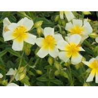 Helianthemum'Elfenbeinglanz'