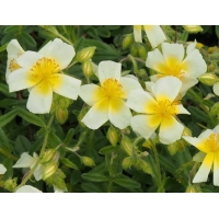 Helianthemum hybride'Elfenbeinglanz'
