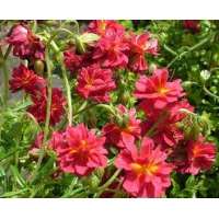 Helianthemum'Cerise Queen'