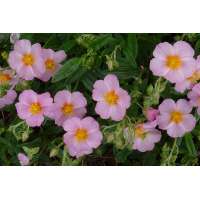 Helianthemum'Lawrenson's Pink'