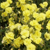 Helianthemum hybride'Sulphureum Plenum'