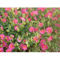 Helianthemum hybride'Ben Hope'