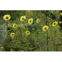 Helianthus giganteus'Sheila's sunshine'