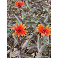 Heliopsis helianthoides'Fire Twister'
