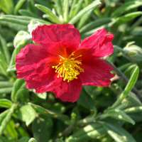 Helianthemum'Supreme'