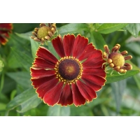 Helenium'Potter's Wheel'