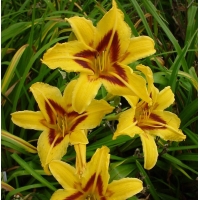 Hemerocallis'Bonanza'