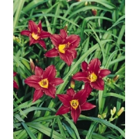 Hemerocallis'Pardon Me' 