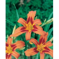 Hemerocallis'Rajah'