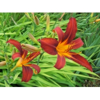 Hemerocallis'Sammy Russell' 
