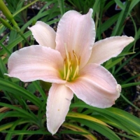 Hemerocallis'Luxury Lace'