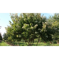 Heptacodium miconioides'Minhep' 