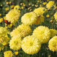 Chrysanthemum'Citronella'
