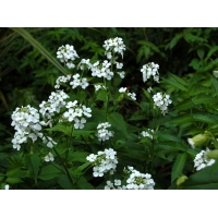 Hesperis matronalis'Alba'