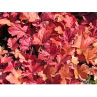 Heuchera'Fire Alarm'