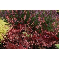 Heuchera'Fire Chief'