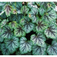 Heuchera'Green Spice'