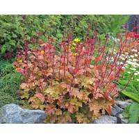 Heuchera'Marmalade'