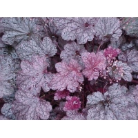 Heuchera'Plum Pudding'