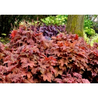 Heucherella'Sweet Tea'