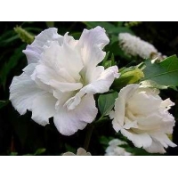 Hibiscus syriacus'Admiral Dewey' 