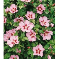 Hibiscus syriacus'Hamabo' 