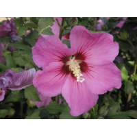 Hibiscus syriacus'Floru' 