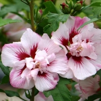 Hibiscus syriacus'Lady Stanley' 
