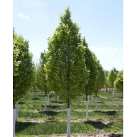 Acer campestre'Fastigiatum' 