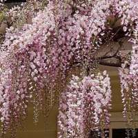 Wisteria florida'Honbeni' 