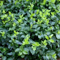 Euonymus fortunei'Hort's Blaze' 