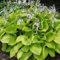 Hosta'August Moon'